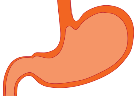 digestive tract